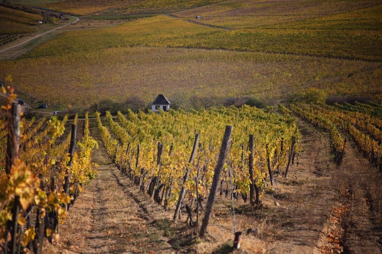 Antaloczy Winery&Apartments Tokaj Exteriér fotografie